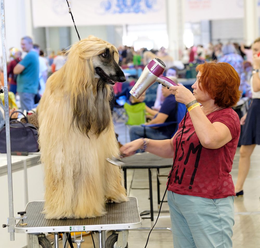 What Makes a Good Show?